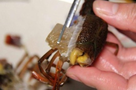 龙虾吃什么,龙虾吃什么