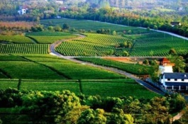 一斤大豆种子多少钱，黄豆种植成本利润分析