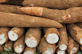 木薯产地在哪里,木薯产地在哪