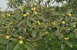 几个适合北方种植的优质高产苹果品种，适合北方种植的几个优质高产苹果品种