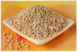 冬季小麦有哪些品种,济麦229