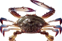 哪里有梭子蟹生产,有哪些螃蟹品种