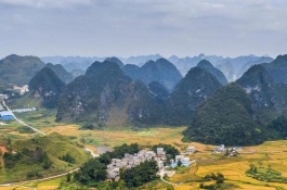 广西桂平市有哪些特产，桂平西山茶