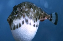 如何养殖河豚，饵料的投喂