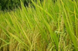 温室里的西红柿一年种几茬,大棚种植西红柿赚钱么