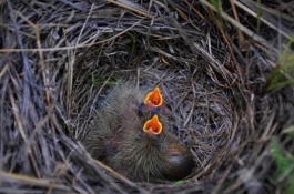 一斤大口黑鲈多少钱,大口黑鲈价格多少钱一斤