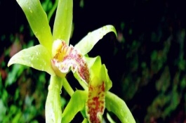 夜兰花种植方法，夜兰花的种植需要讲究场地