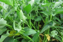 空气菠萝的价格是多少，美杜莎女王头