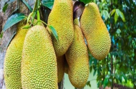 一株红肉菠萝蜜苗多少钱,泰7红肉菠萝蜜