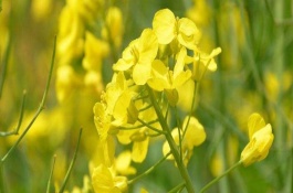 油菜春季管理要点，油菜苗期病虫害防治