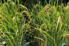 一斤大红杏的价格是多少，大红杏价格多少钱一斤