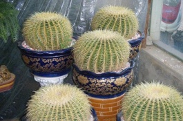 仙人球有哪些常见品种,仙人球有哪些常见品种