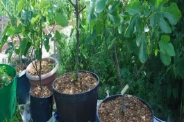 如何种植苹果种子盆栽