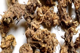 射干一亩地鲜货产量，种植射干的方法