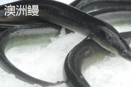 鳗鱼是什么,鳝鱼怎么养