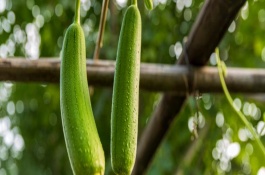 丝瓜可以长到几月份，丝瓜的种植方法