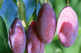 甜而大的西梅品种有哪些