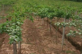 中国各地有哪些农产品，云南山茶花普洱茶