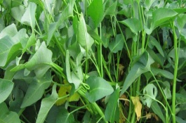 空心菜栽培技术，空心菜陆地如何种植