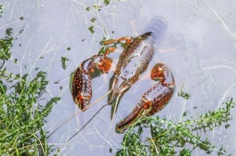 小龙虾苗一斤多少钱，小龙虾养殖成本利润分析