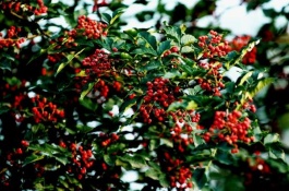 汶川特产有哪些，汶川甜樱桃