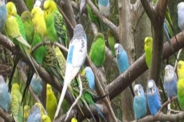 虎皮鹦鹉繁殖的注意事项