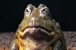 蟾蜍养殖前景及价格，蟾蜍养殖前景怎么样