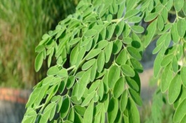 辣木树种植技术，辣木树播种繁殖