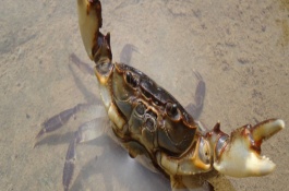 螃蟹的主产区有哪些,常见的蟹品种有哪些