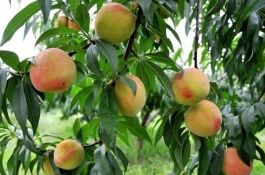 刚给果树施肥就下雨了，需要重新施肥吗