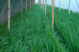 大面积种植韭菜黄要想稳产增收,有哪些种植技巧