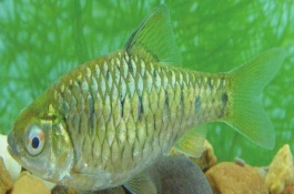 条纹小鲃能长多大,条纹小鲃的形态特征