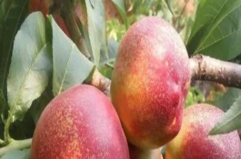 中油16号油桃品种介绍，中油16号油桃品种特征