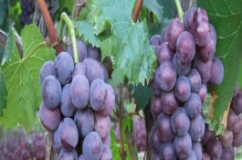 农产品新品种推荐