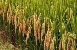 佳两优1088品种介绍,佳两优1088品种特征特性