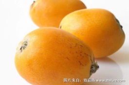 枇杷一斤多少钱,枇杷膏加工