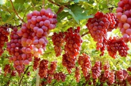 巨盛一号葡萄苗种植前景如何，从开花到成熟55天