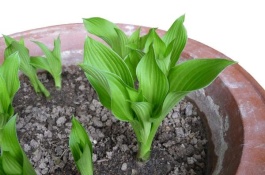 玉簪花的产地在哪里,玉簪花几月份开花