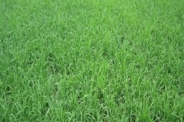 禾苗如何预防倒春寒，增加保护设施