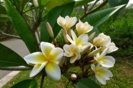 鸡蛋花有哪些品种,鸡蛋花杨梅