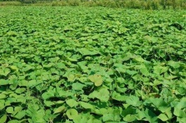 红薯的主要产地在哪里,红薯有哪些品种