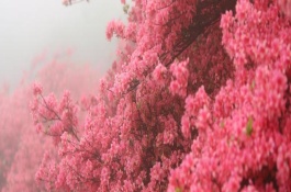 映山红怎么样养才好，映山红在什么季节开花