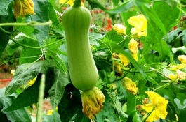 水生蔬菜有哪些，茭白茭白又叫做高笋