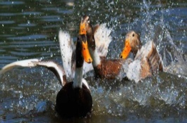 临武鸭是哪里的特产，临武鸭是湖南省郴州市临武县的特产