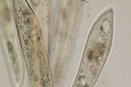 草履虫的生殖方式是什么生殖，草履虫主要生活在水中的哪一层