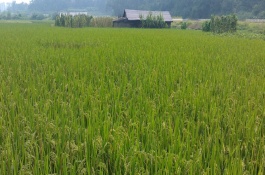 喜阴或喜阳的枇杷，枇杷树怎样种植