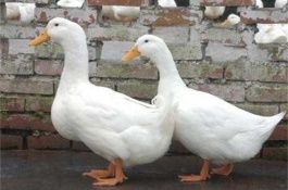 肉鸭的营养需求是什么，肉鸭饲料配制技术