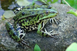 一斤青蛙多少钱，青蛙养殖有市场前景吗