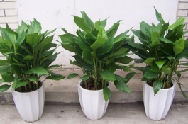 万年青没有根能活吗，万年青的生长习性