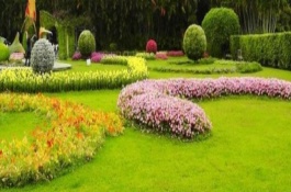 可食用的芦荟品种有哪些